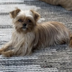 {petName}, a Tan, White Yorkshire Terrier Mix Dog