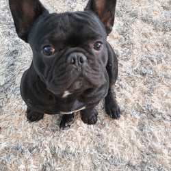 {petName}, a Black French Bulldog Dog