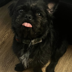 {petName}, a Black Shih Tzu Mix Dog