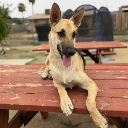 {petName}, a Black German Shepherd Dog