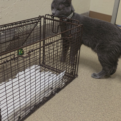 {petName}, a Dark-grey Breed Unknown Cat