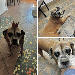 {petName}, a Tan Boxer Dog