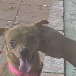 {petName}, a Tan Chihuahua Dog