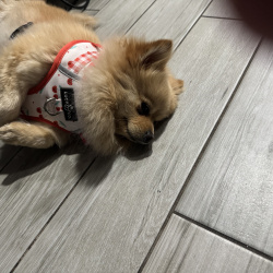 {petName}, a Apricot Pomeranian  Dog