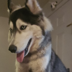{petName}, a Black, White, Light-grey Siberian Husky Dog