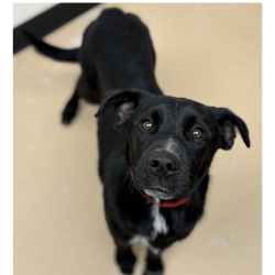 {petName}, a Black, White Labrador Retriever Mix Dog