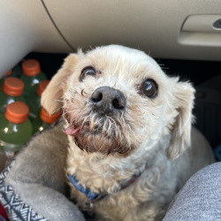 {petName}, a White Shih Tzu Mix Dog