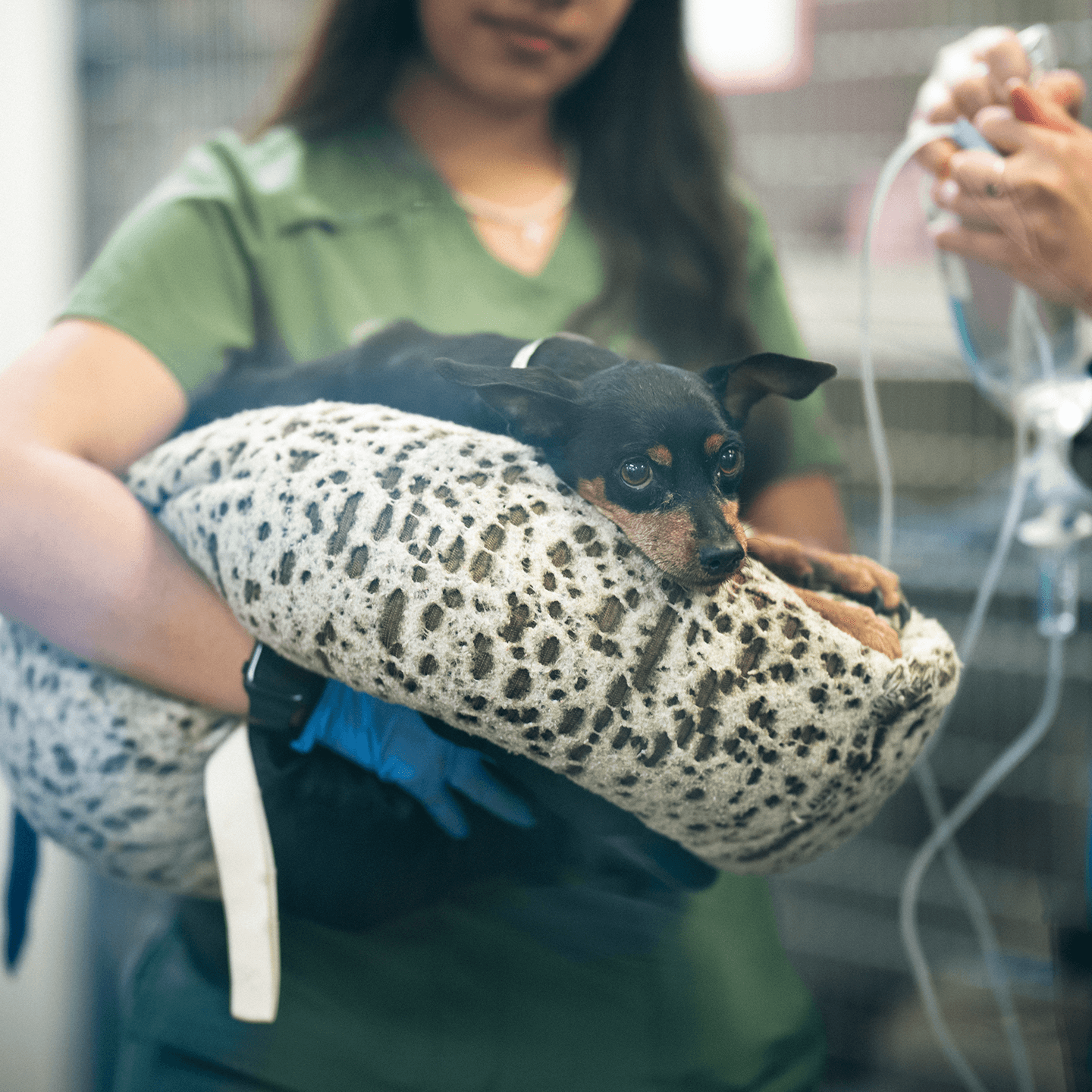 Pet check up at MCACC