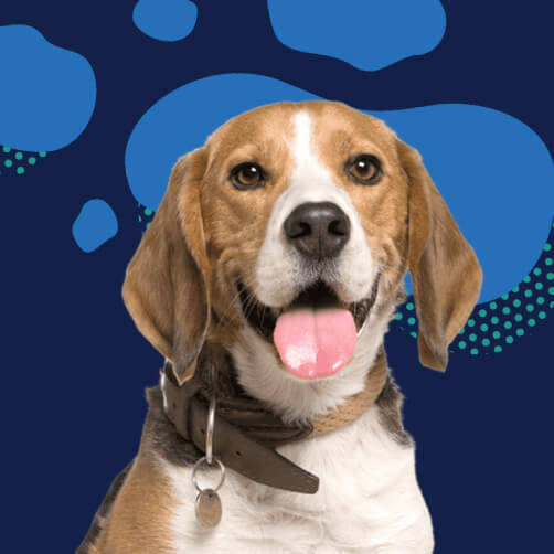 DocuPet Dog